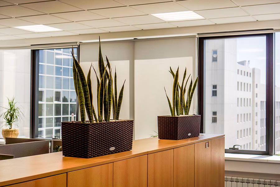 Welche Pflanzen sind für ein Büro geeignet?