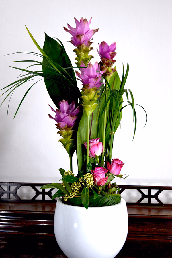 Welche Pflanzen sind für ein Büro geeignet?