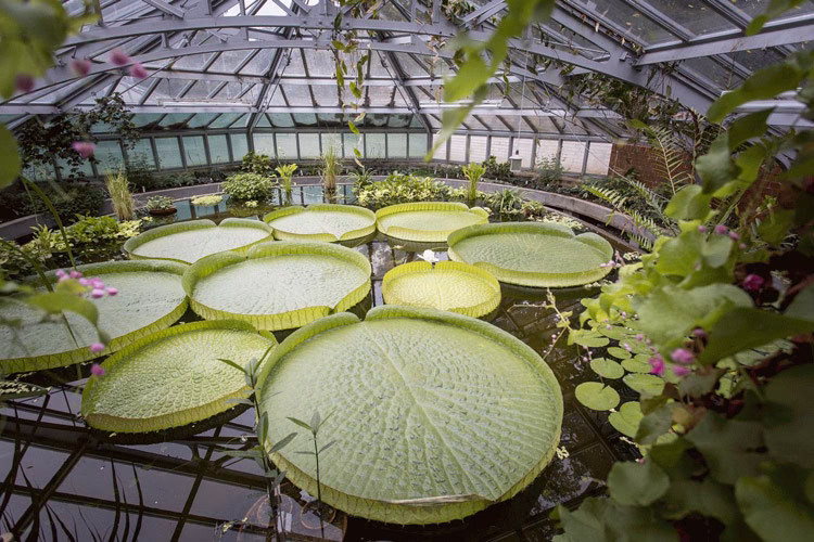 Wie lange halten Gewächshäuser?