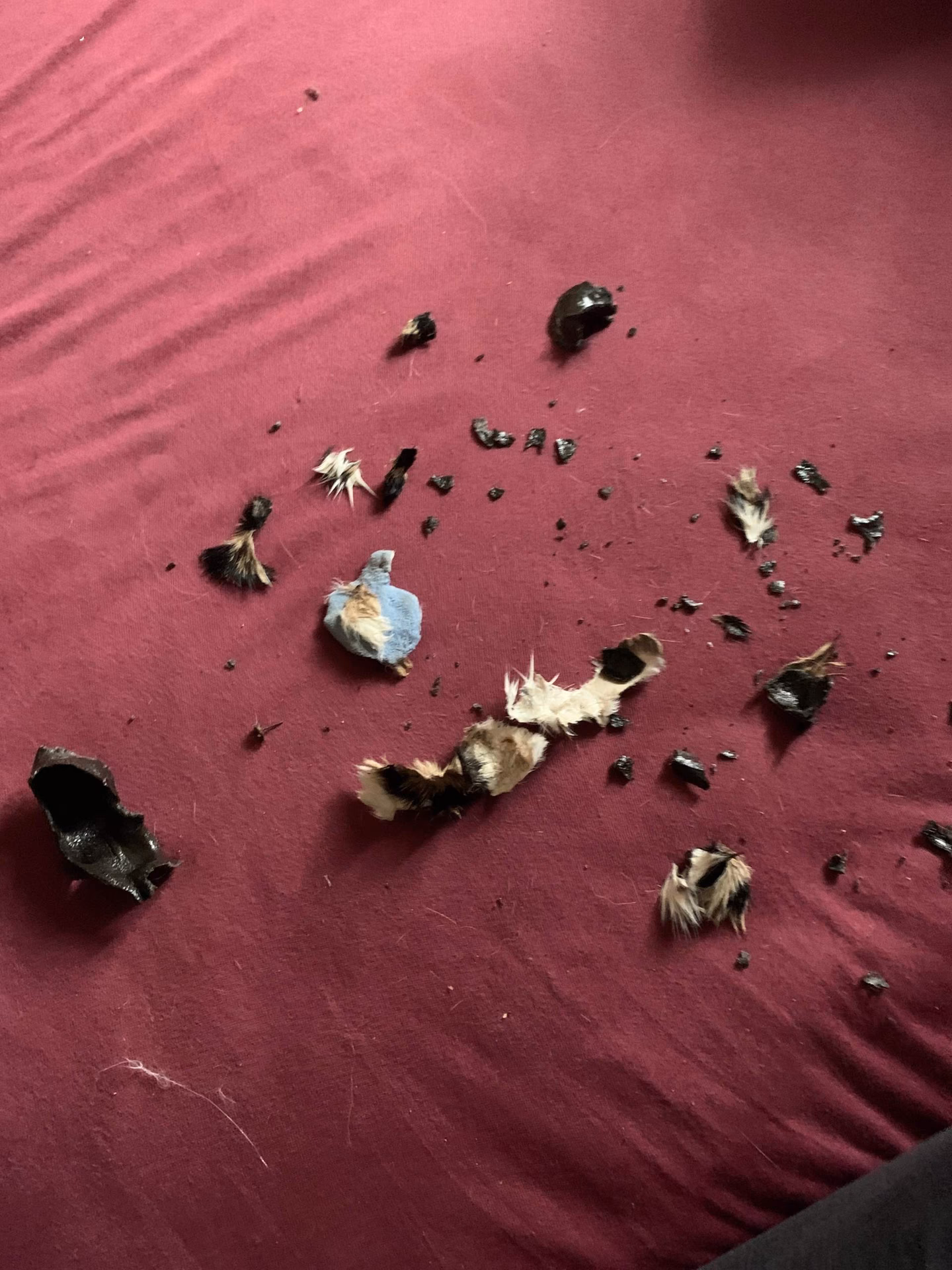 Wie lange dauert es, bis ein Fremdkörper beim Hund ausgeschieden wird?