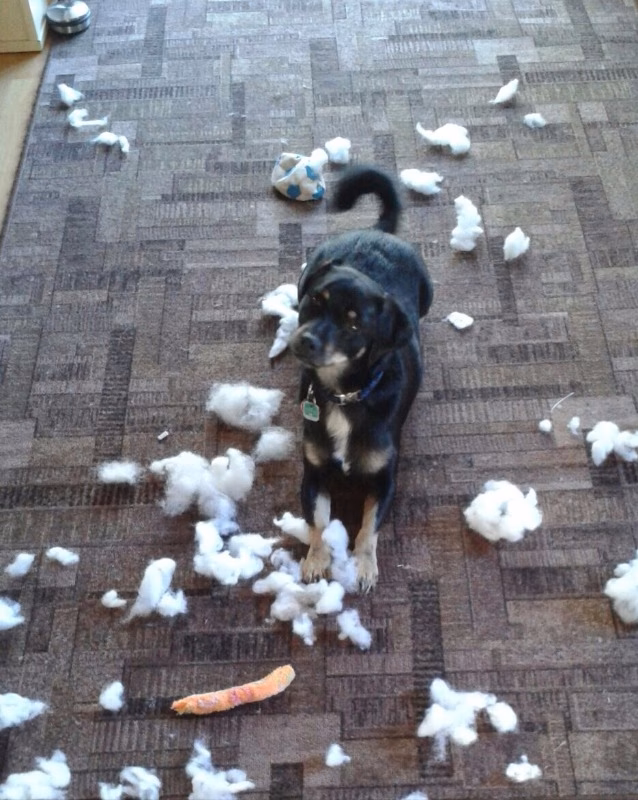 Wie lange dauert es, bis ein Fremdkörper beim Hund ausgeschieden wird?