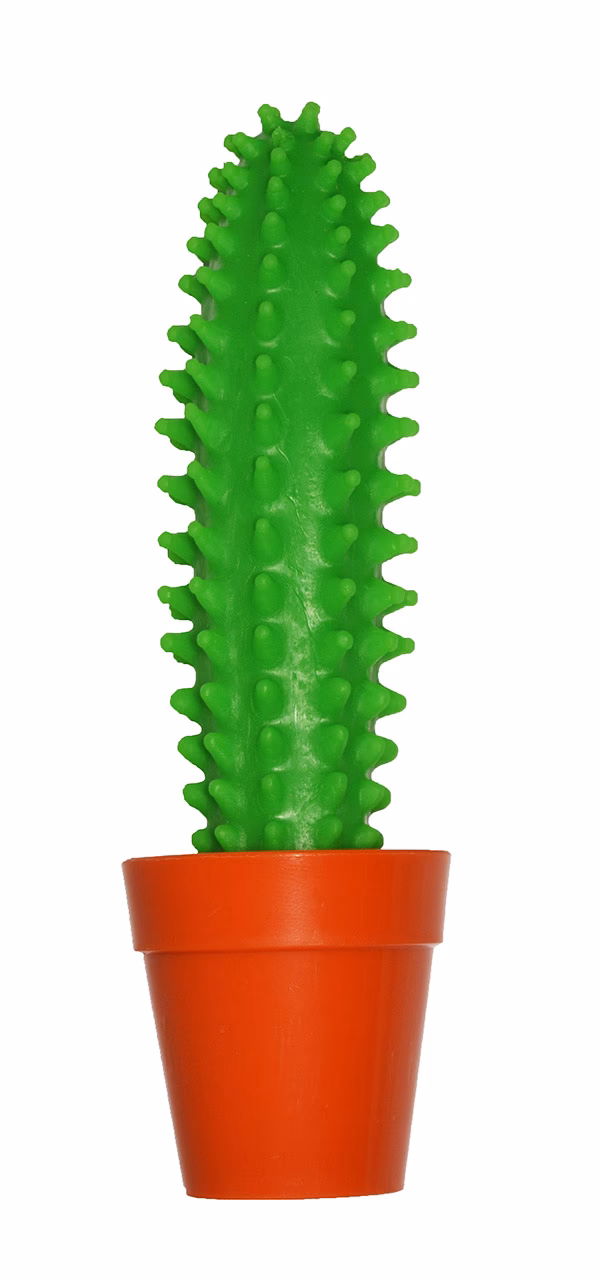 Was kann ich tun, wenn mein Kaktus herunterhängt?