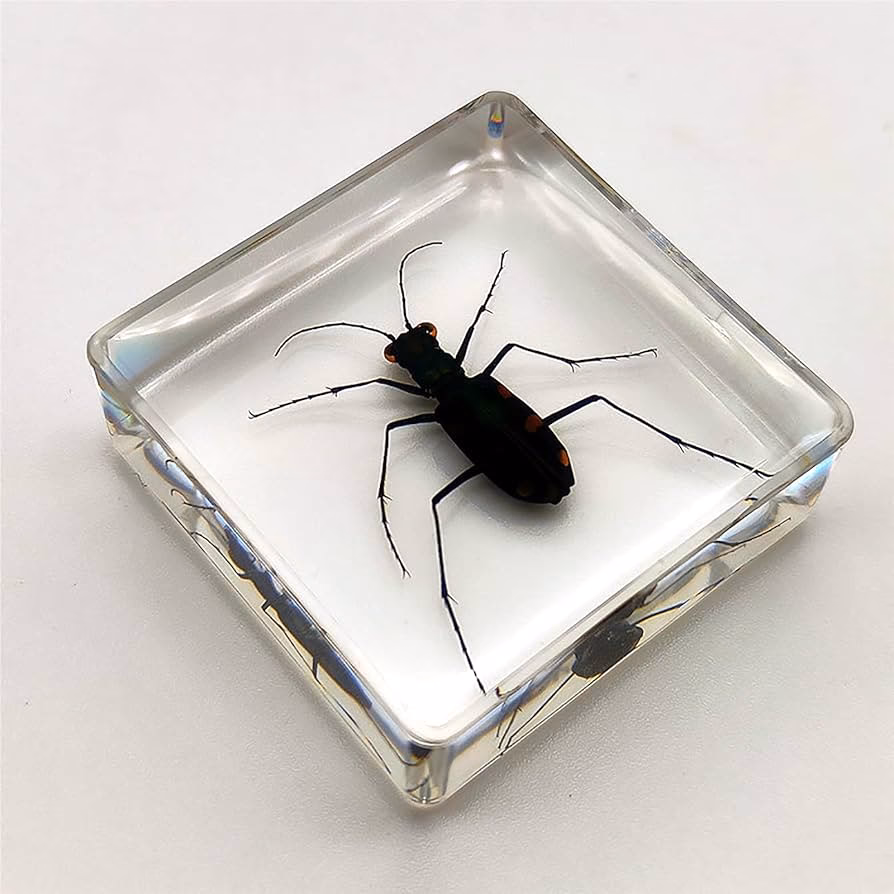 Wie bekommt man eine Wanze aus dem Zimmer?